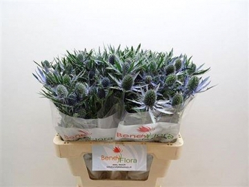 Eryng mag blue lagoon 60cm