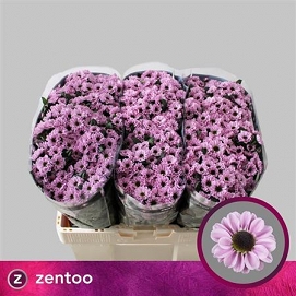 Chryzantema santini yin yang pink