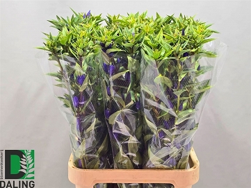 Gentiana just blue 100cm