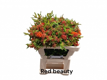 Asclepias red beauty 55cm