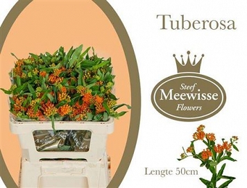 Asclepias tuberosa 50cm
