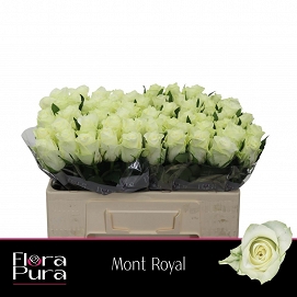 Róża mont royal 50/60 florapura