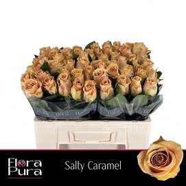Róża salty carmel 50/60 flora pura