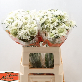 Scabiosa at white 60cm
