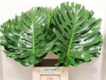 Monstera blad 120cm fi 75cm