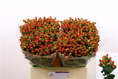 Hypericum tomato flair 60cm