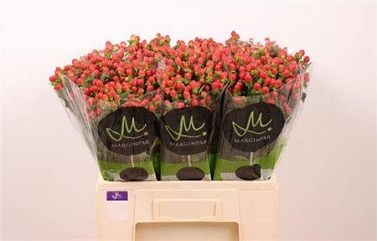 Hypericum tomato flair 60cm