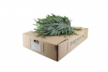 Phlebodium blue star 60cm
