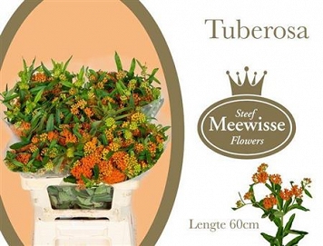 Asclepias tuberosa 60cm