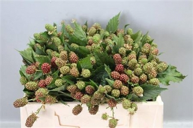 Rubus chester 30cm