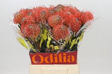 Leucospermum ayoba pin giav 50cm