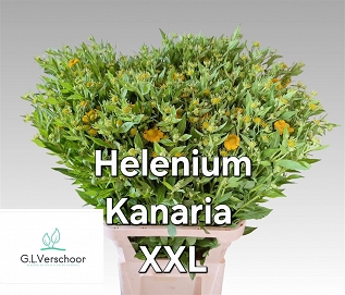 Helenium kanaria 85cm