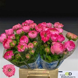 Ranun aazur rose 45cm (40)