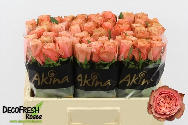 Róża kahala-bb 50/60 akina
