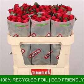Róża tacazzi 70/60 timaflor
