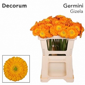 Gerbera mini gizela