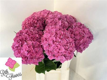 Hydrangea m royal palace 80cm