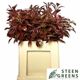 Photinia red robin 65cm