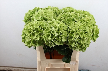 Hydrangea magic emerald 75cm