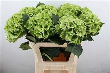 Hydrangea magic emerald 75cm