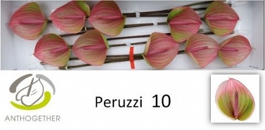 Anthurium peruzzi 10