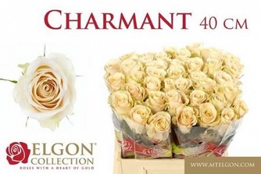 Róża charmant 40/40 elgon