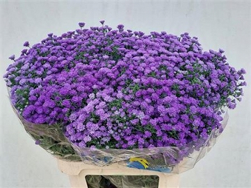 Aste nb da da milka 80cm