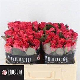 Róża pink tacazzi 50/80 panacal