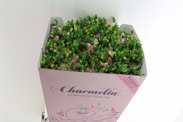 Alstromeria charmelia pink 70cm