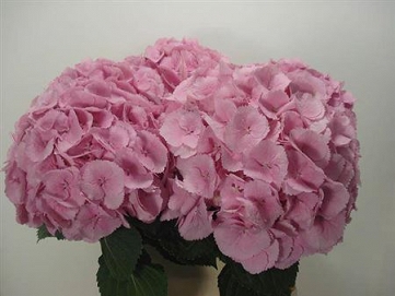 Hydrangea m mammoet 90cm