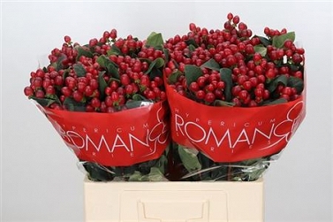 Hypericum true romance 60cm