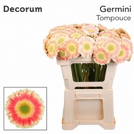 Gerbera mini tompouce