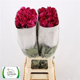 Róża pink floyd 70/50 ata flowers