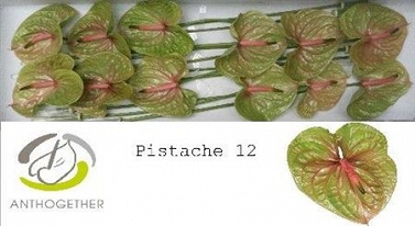 Anthurium pistache 12