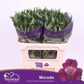 Alstromeria morado ex 100gr