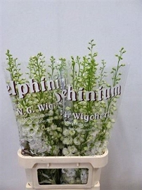Delphinium du dew impress 100cm