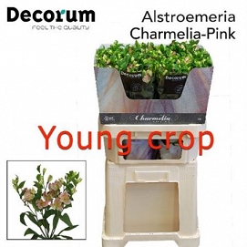 Alstromeria charmelia pink 75cm