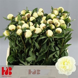Paeonia duches d nemo 60cm (40)