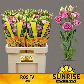 Eustoma rosita rose sunrise