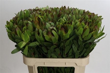 Leucodendron goldstrike 80cm