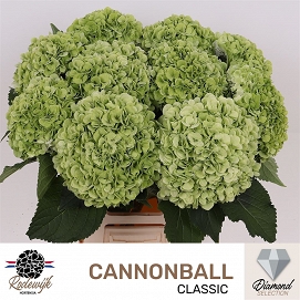Hydrangea m cannonball CL 65cm