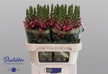 Antirhinum avignon rose 80cm