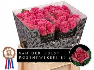 Róża kiss me kate 60/40 hulst