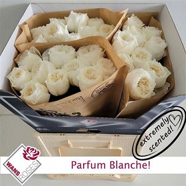 Róża parfurm blanche 60/30 wans