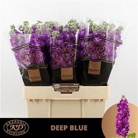 Matthiola cen deep blue 60cm