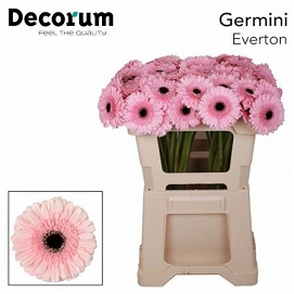 Gerbera mini everton