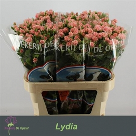 Róża tr lydia 80/40 opstal