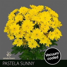 Chryzantema tr pastel sunny