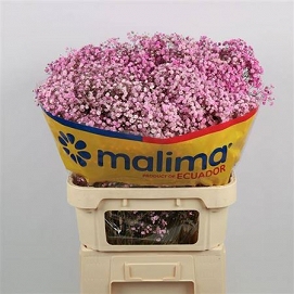 Gyps painted pink malima
