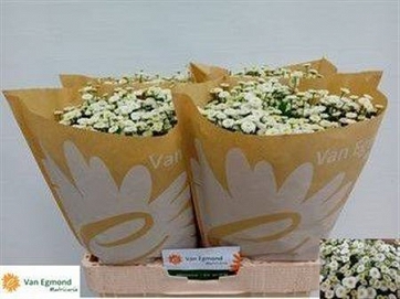 Tanacetum pa rio 60cm